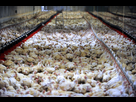 https://image.noelshack.com/fichiers/2022/05/7/1644146787-1264736-poulets-eleves-en-batterie-dans-une-ferme-de-plougoulm-en-bretagne.jpg