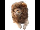 https://image.noelshack.com/minis/2022/05/7/1644170458-chat-lion-crini-re-pet-lion-costume-pet-lion-removebg-preview.png