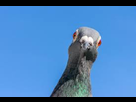 https://image.noelshack.com/fichiers/2022/05/7/1644184111-pigeon.jpg