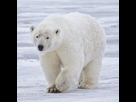 https://image.noelshack.com/fichiers/2022/06/3/1644417139-polar-bear-alaska-cropped.jpg