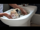 https://image.noelshack.com/fichiers/2022/06/4/1644508215-pigs-bath.gif