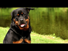 https://image.noelshack.com/fichiers/2022/06/7/1644758044-chien-race-rottweiler.jpg