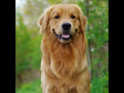 https://image.noelshack.com/fichiers/2022/06/7/1644758062-golden-retriever-dog-breed-info.jpg