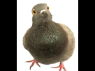 https://image.noelshack.com/fichiers/2022/06/7/1644765587-pigeon1.png