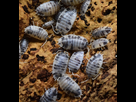 https://image.noelshack.com/fichiers/2022/07/2/1644938256-porcellio-laevis-dairy-cow-isopod.jpg