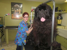 https://image.noelshack.com/fichiers/2022/07/7/1645376071-d98b6da0a9afd7c113ee7849dcd50526-huge-dogs-giant-dogs.jpg