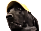 https://image.noelshack.com/fichiers/2022/08/3/1645646768-doggo.png