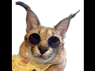 https://image.noelshack.com/fichiers/2022/09/6/1646494590-caracal-lunettes.png