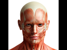 https://image.noelshack.com/fichiers/2022/09/6/1646497665-human-anatomy-head-muscle-white-background-533952-1024x1024.jpg