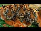https://image.noelshack.com/fichiers/2022/10/2/1646780059-tigre-de-sumatra-animales-extincion.jpg