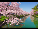 https://image.noelshack.com/fichiers/2022/10/3/1646818558-cherry-blossom-hirosaki-park-japan-xlarge.jpg