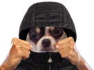 https://image.noelshack.com/fichiers/2022/10/4/1646927821-1639719252-1639715652-pocketdog.png