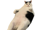 https://image.noelshack.com/fichiers/2022/11/4/1647545028-img-20220317-202251.png