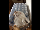 https://image.noelshack.com/fichiers/2022/11/7/1647782052-funny-cat-fails-32-605.jpg