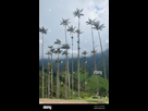 https://image.noelshack.com/fichiers/2022/12/1/1647854324-palms-ceroxylon-quindiuense-cire-les-plus-hauts-palmiers-dans-le-monde-la-vallee-de-cocora-salento-colombie-2ahepw2.jpg