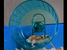 https://image.noelshack.com/fichiers/2022/12/6/1648333047-roue-hamster.jpg