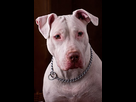 https://image.noelshack.com/fichiers/2022/12/7/1648383814-white-pitbull.jpg