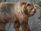 https://image.noelshack.com/fichiers/2022/13/1/1648491240-1200px-kodiak-bear-in-germany-1.jpeg