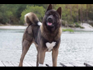 https://image.noelshack.com/fichiers/2022/13/2/1648581726-race-akita-americain.jpg