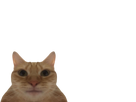 https://image.noelshack.com/fichiers/2022/13/4/1648739674-1638336783-1630757718-1630432176-chatmirroirstretchmini.png