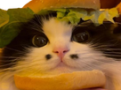 https://image.noelshack.com/fichiers/2022/13/5/1648844637-chat-mimi-burger.png