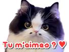 https://image.noelshack.com/minis/2022/13/5/1648844968-chat-mimi-amour.png