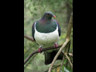 https://image.noelshack.com/fichiers/2022/13/6/1648914140-pigeon-croc-top.jpg