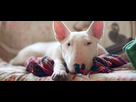 https://image.noelshack.com/fichiers/2022/14/1/1649047161-ratgeber-hund-rasse-portraits-bullterrier-1200x527.jpg