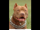 https://image.noelshack.com/fichiers/2022/14/3/1649249958-pitbull-red-nose-dog-portrait-600w-2205508.jpg