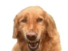 https://image.noelshack.com/fichiers/2022/14/4/1649339537-fullsizer11-clipped-rev-2.png