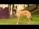 https://image.noelshack.com/fichiers/2022/14/5/1649414937-berger-belge-malinois-2.jpg