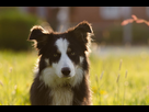 https://image.noelshack.com/fichiers/2022/14/5/1649415180-border-collie-700810-1920.jpg