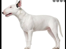 https://image.noelshack.com/fichiers/2022/14/5/1649416143-2022-04-08-13-08-13-bull-terrier-recherche-google.png