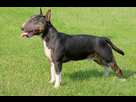 https://image.noelshack.com/fichiers/2022/14/5/1649416150-2022-04-08-13-08-31-bull-terrier-recherche-google.png