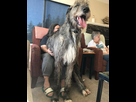 https://image.noelshack.com/fichiers/2022/14/5/1649417297-adorable-large-irish-wolfhounds-sitting-on-woman-lap.jpg