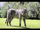 https://image.noelshack.com/fichiers/2022/14/5/1649417330-irish-wolfhound.jpg