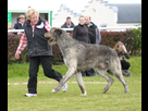 https://image.noelshack.com/fichiers/2022/14/5/1649417410-irish-wolfhound-dog-breed.jpg