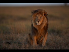 https://image.noelshack.com/fichiers/2022/14/6/1649494410-01-lion-populations-nationalgeographic-1777804.jpg