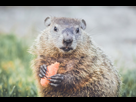 https://image.noelshack.com/fichiers/2022/14/7/1649544105-groundhog-removal-1-1024x683.jpg