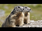 https://image.noelshack.com/fichiers/2022/14/7/1649613367-marmottes1.jpg