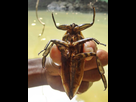 https://image.noelshack.com/fichiers/2022/15/7/1650219915-giant-water-bug-size.jpg