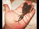 https://image.noelshack.com/fichiers/2022/15/7/1650222846-eastern-dobsonfly-male-july-10-2008-a-030.jpg