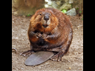 https://image.noelshack.com/fichiers/2022/16/1/1650290331-american-beaver.jpg