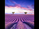 https://image.noelshack.com/fichiers/2022/16/6/1650747739-lavender-fields-in-provence4bbdc6.jpg