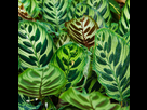 https://image.noelshack.com/fichiers/2022/16/7/1650794364-calathea-makoyana-square-3264x.jpeg