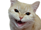 https://image.noelshack.com/minis/2022/16/7/1650813021-bizarre.png