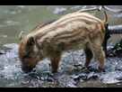 https://image.noelshack.com/fichiers/2022/18/4/1651787555-1200px-sus-scrofa-3-otter-owl-and-wildlife-park.jpg