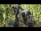 https://image.noelshack.com/fichiers/2022/18/6/1651939725-vendanges-en-champagne.jpg