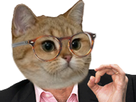 https://image.noelshack.com/fichiers/2022/19/2/1652195752-1516111836-chatgrosyeuxprecislunette.png