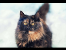 https://image.noelshack.com/fichiers/2022/19/3/1652235938-tortoiseshell-cat-1.jpg